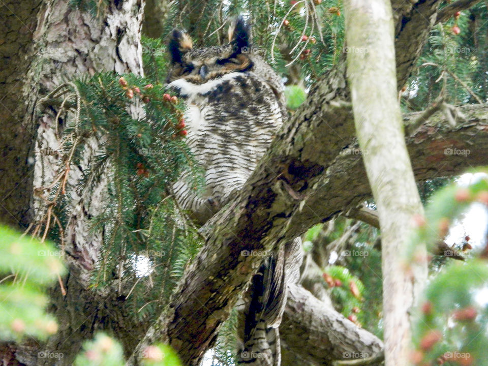 great horned owl in a tree in local cemetery