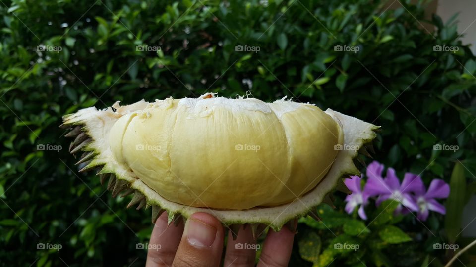 durian | Thai fruit | King of fruit Thailand