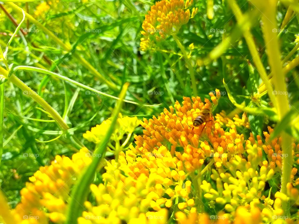abeja en linda flor