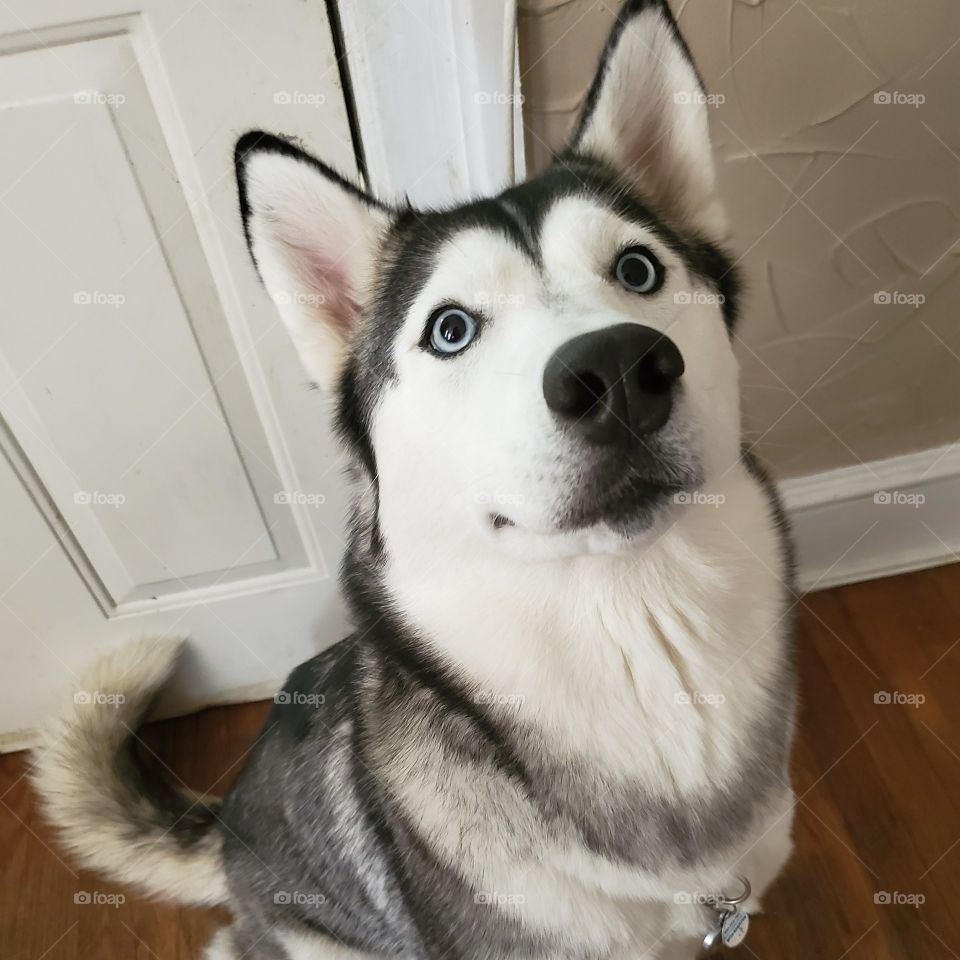 Sophia
AKC registed Siberian Husky
Such a good sit!
insta: howling_winds_siberians