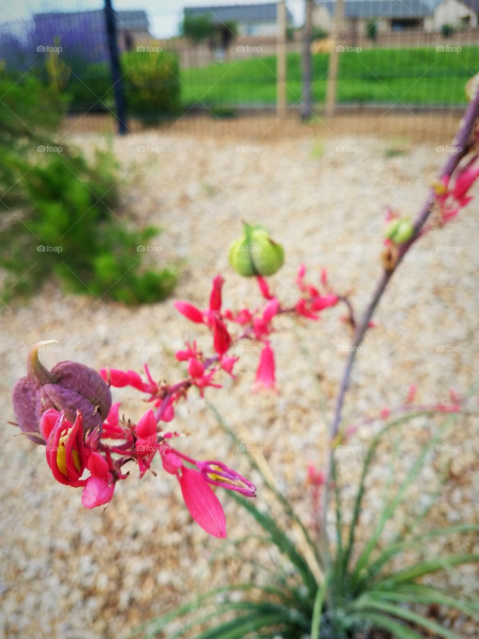 Pink bloom and bud