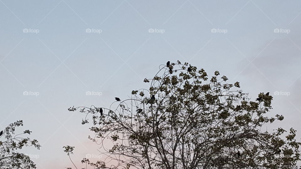 crows in tree