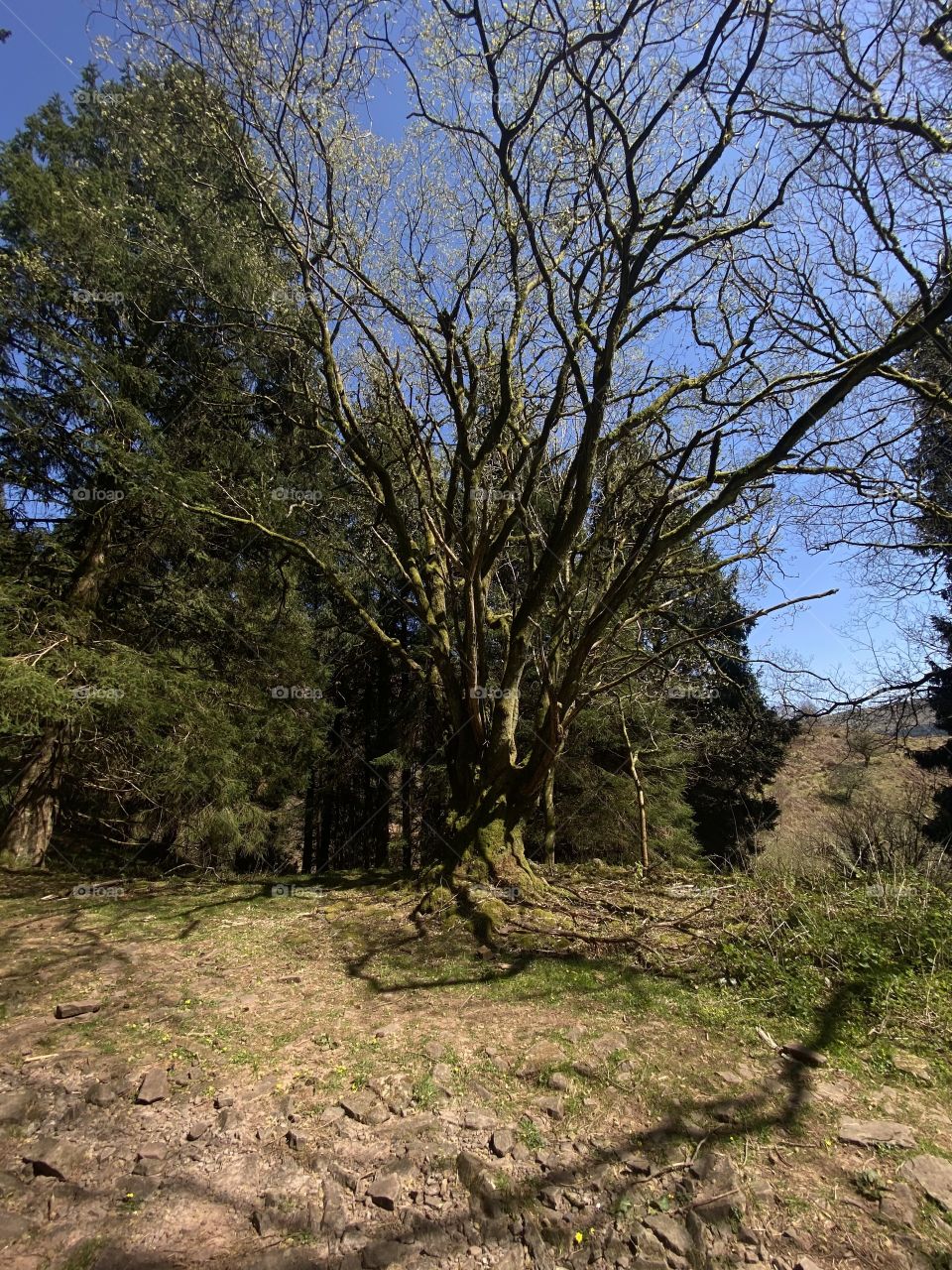 Same tree. Different branches. 