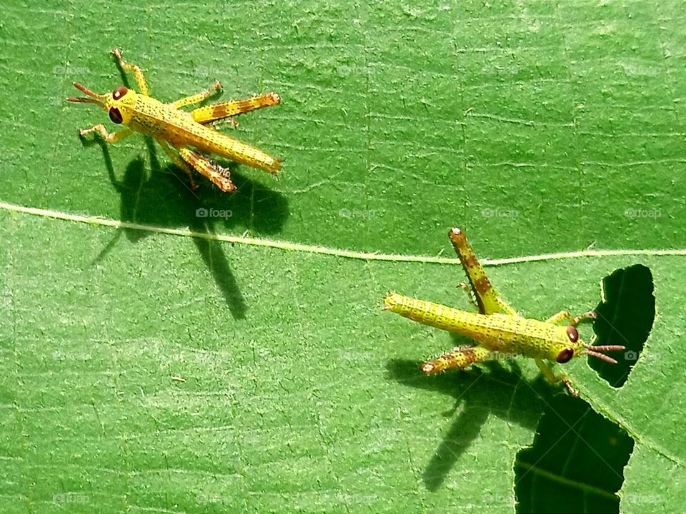 The shadows of two little grasshoppers.