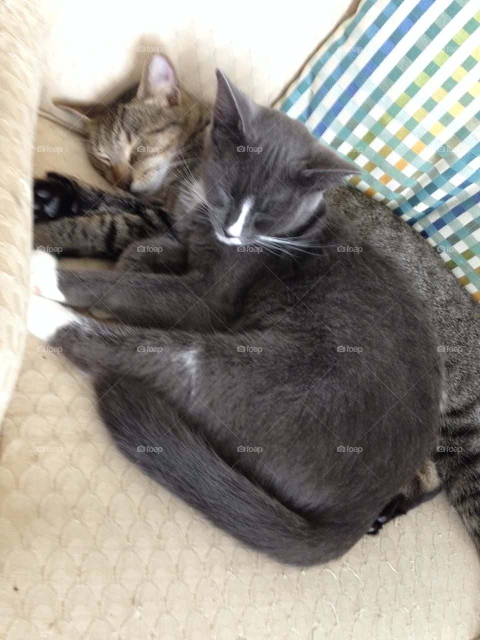 Catnap, brothers and sisters, family love, inseparable 