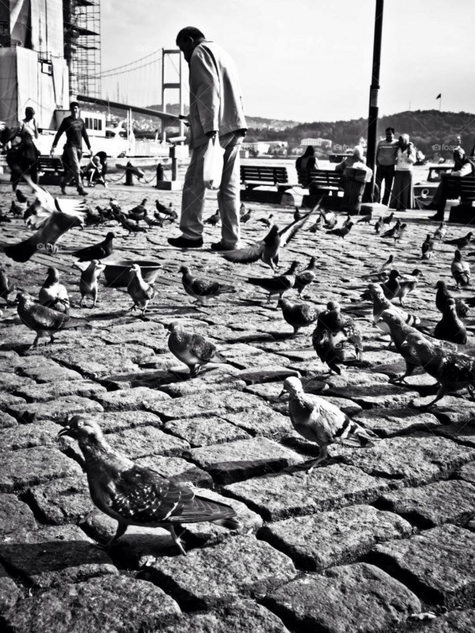 Istanbul bridge & pigeon 