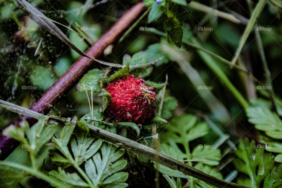 red berry sitting in the freshly cut grass