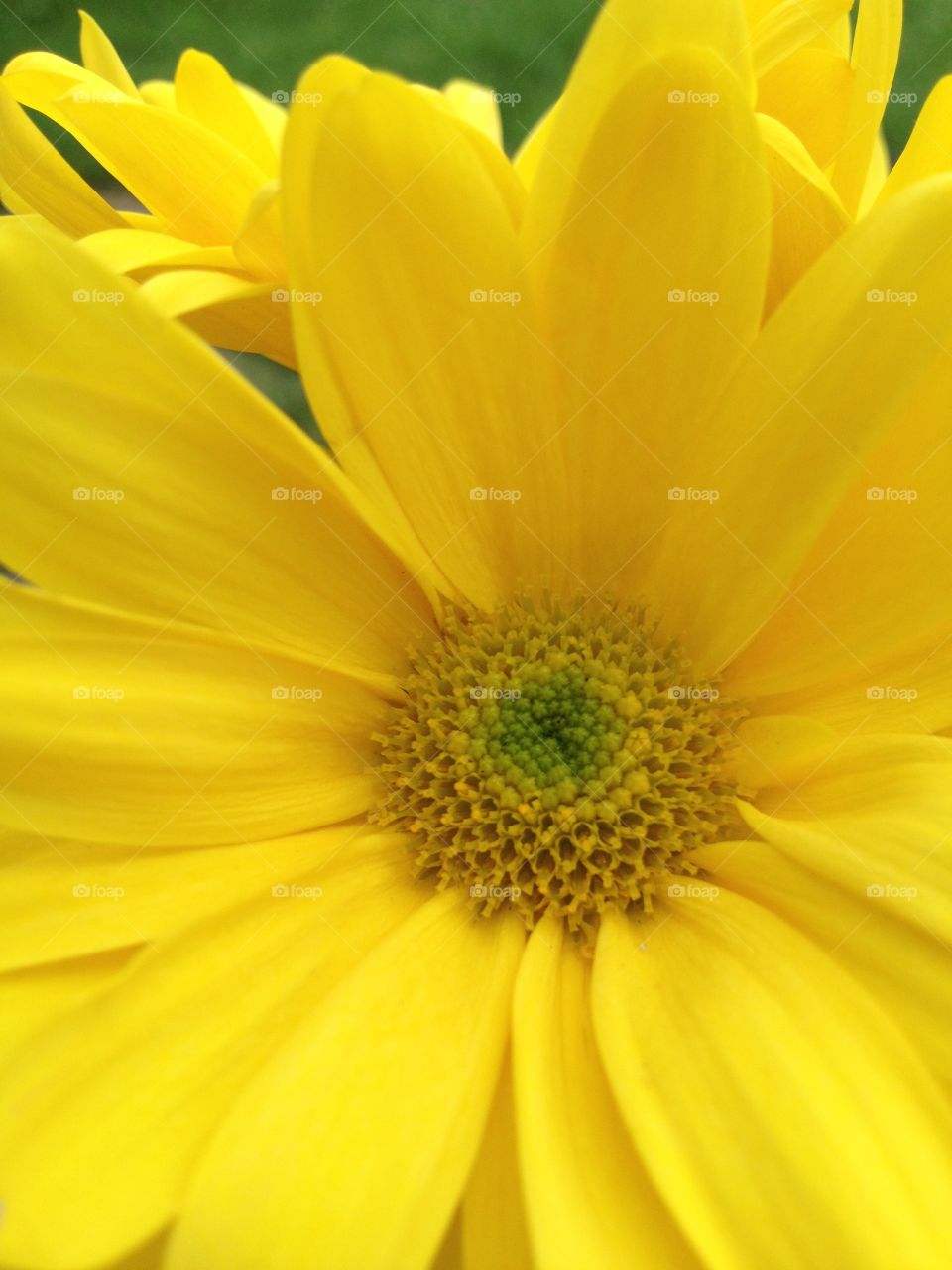 Morning sunshine!. Vibrant yellow flower!