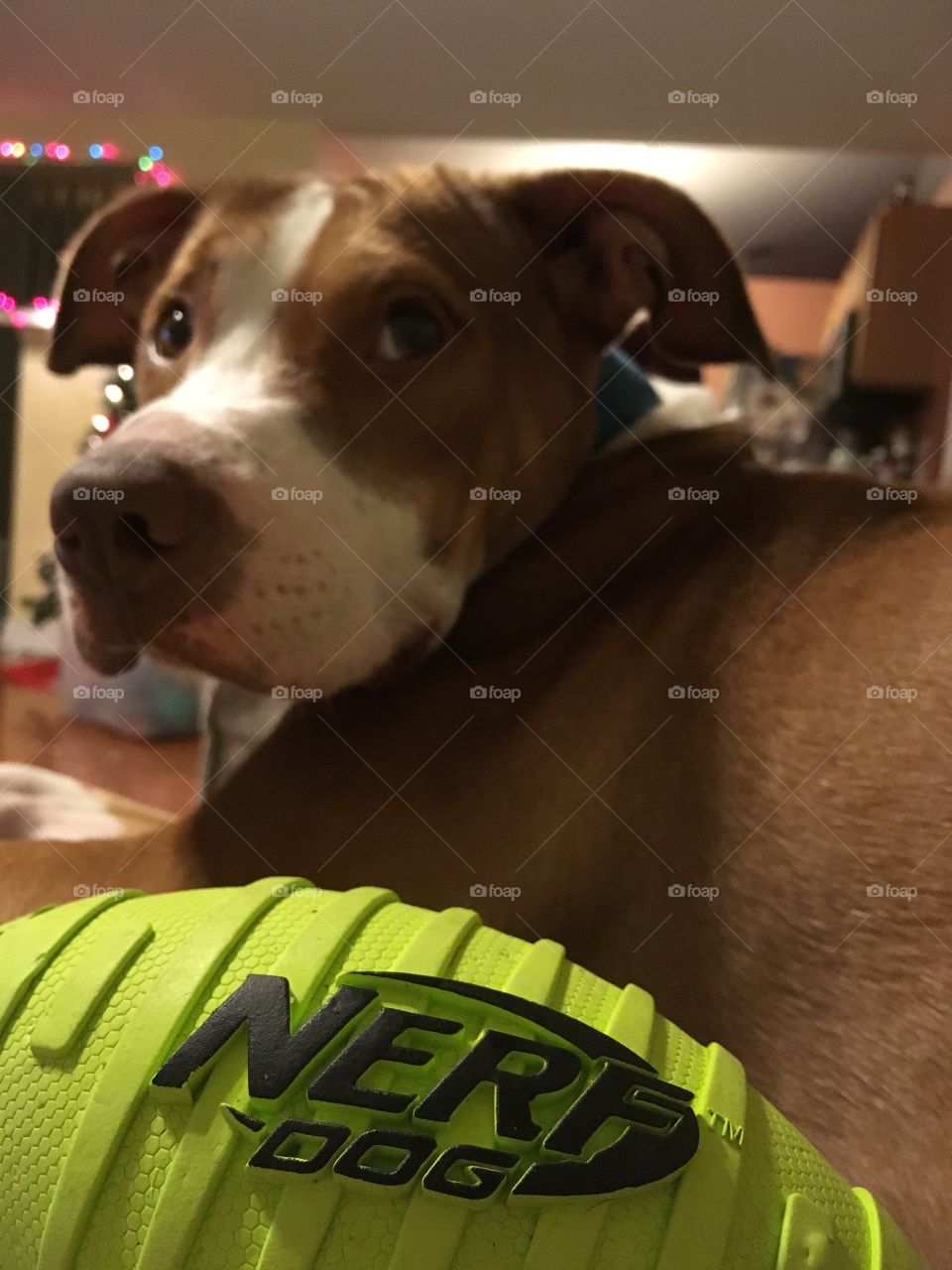 Labrabull with Nerf football 