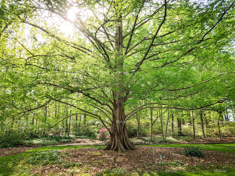 Large beautiful tree spreads it’s branches at the National Arboretum in Washington, D.C. 