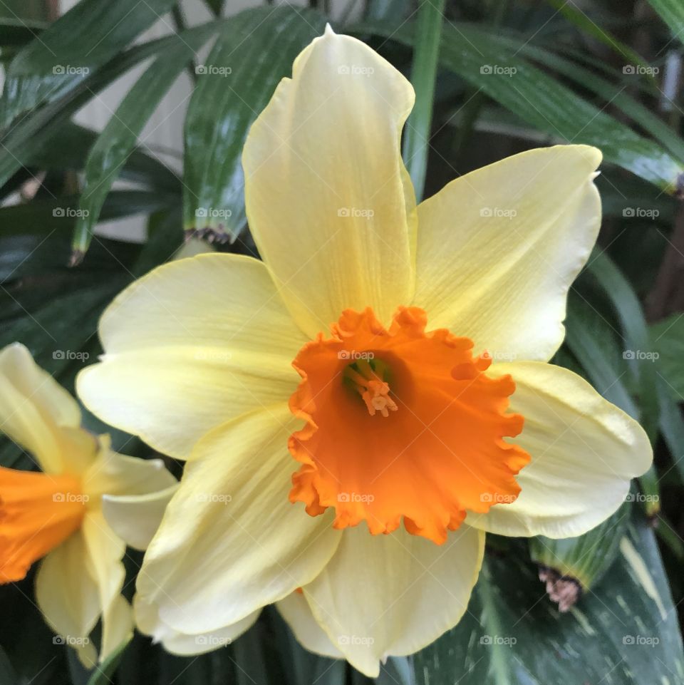 Daffodil Dreams