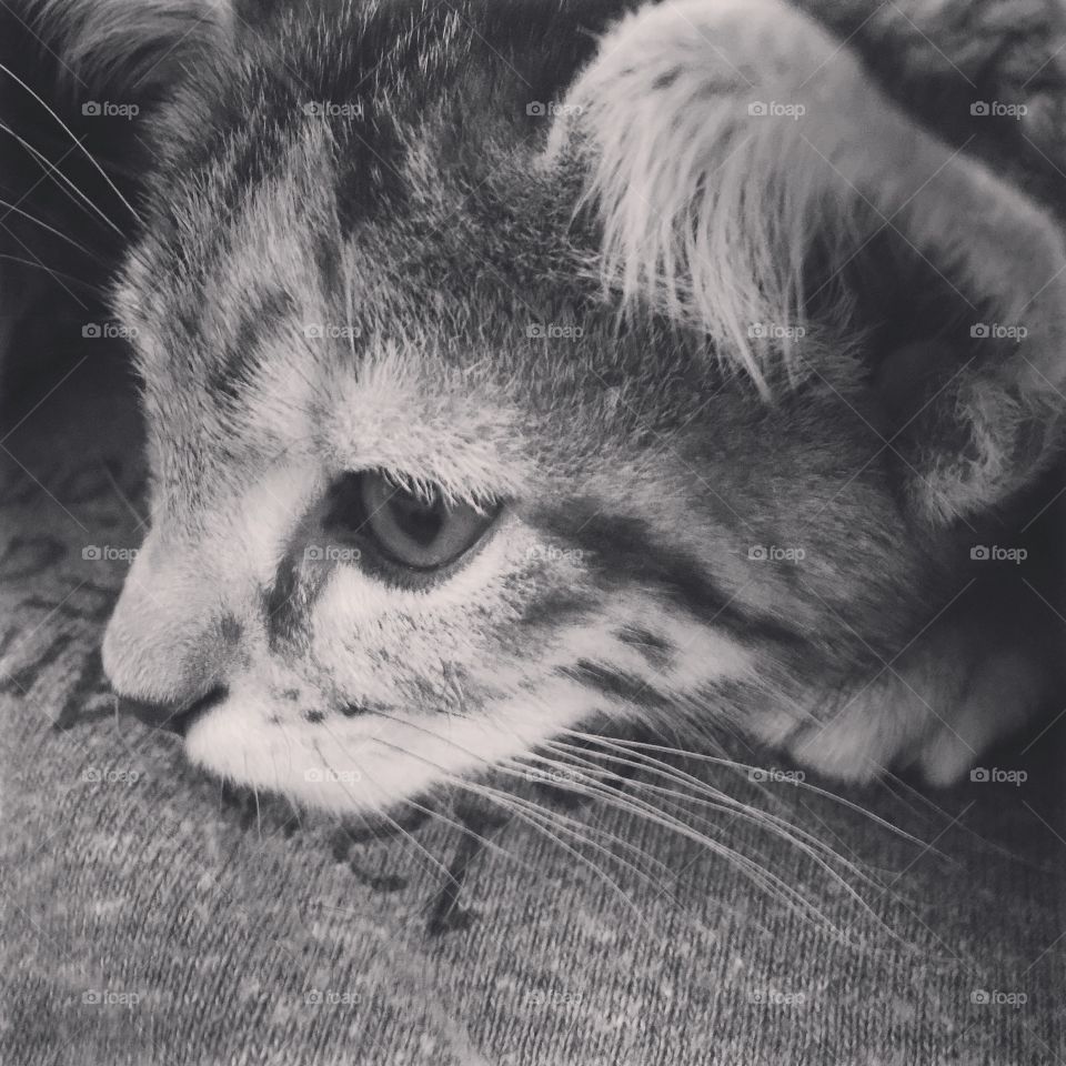 Cat, Kitten, Portrait, Eye, Animal