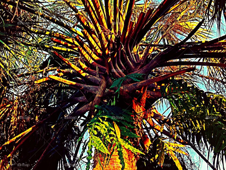 Looking up into the palm tree. Looking up into the palm tree.