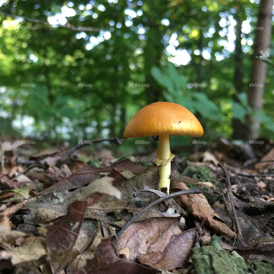 Yellow mushroom 