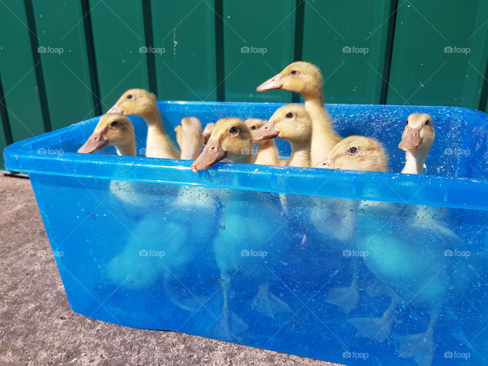 A big box of ducklings ready for a swim
