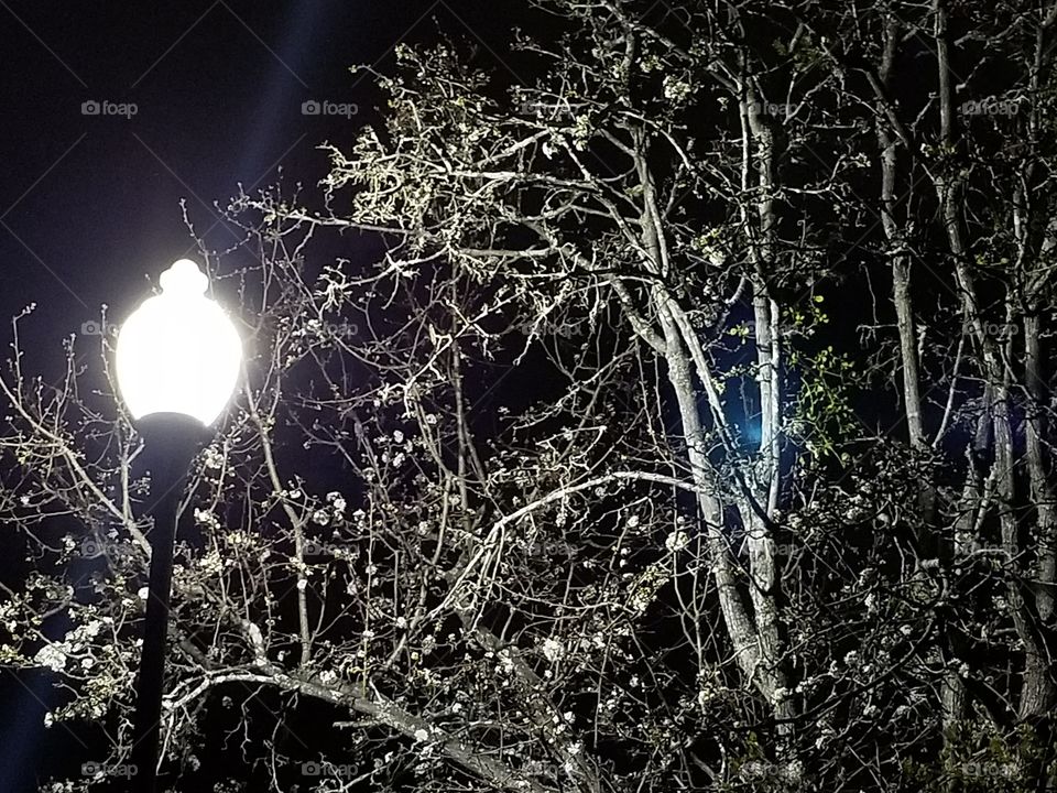 blooming February trees springing to life in the south.