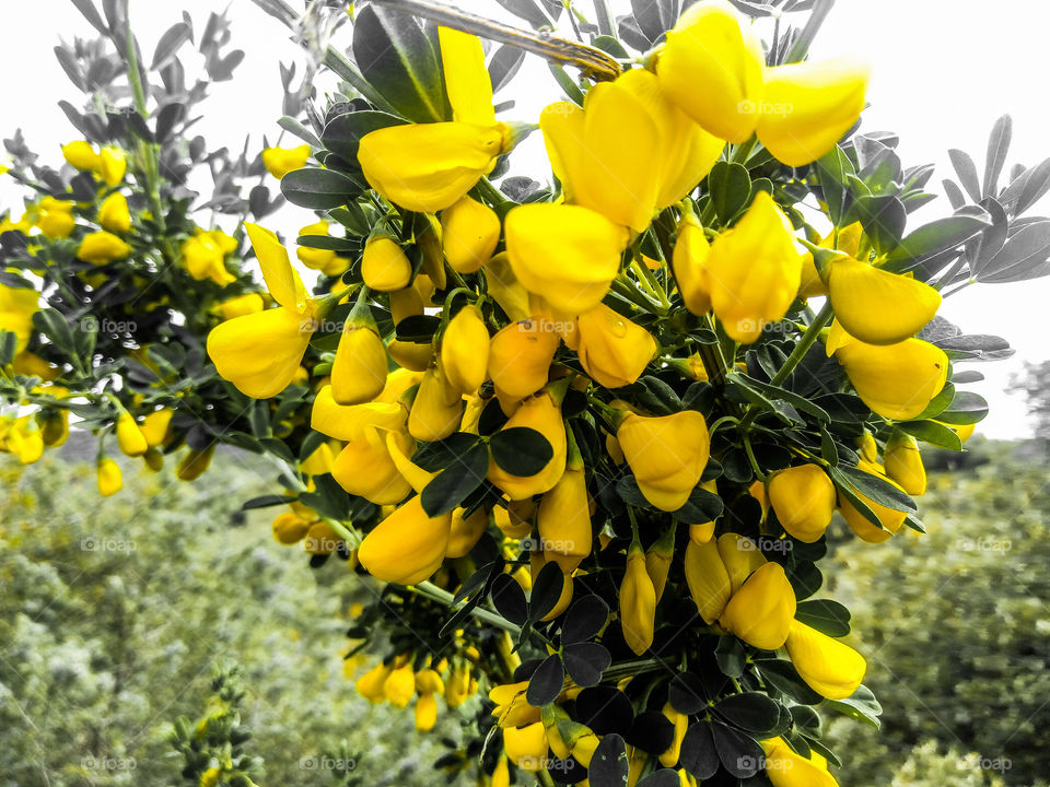 yellow flowers