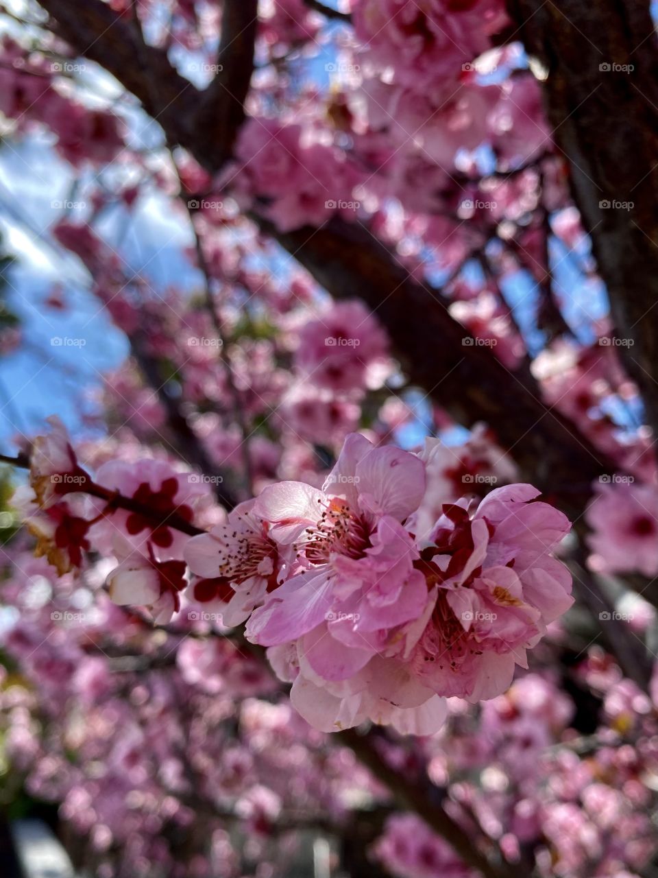 Japanese Cherries 