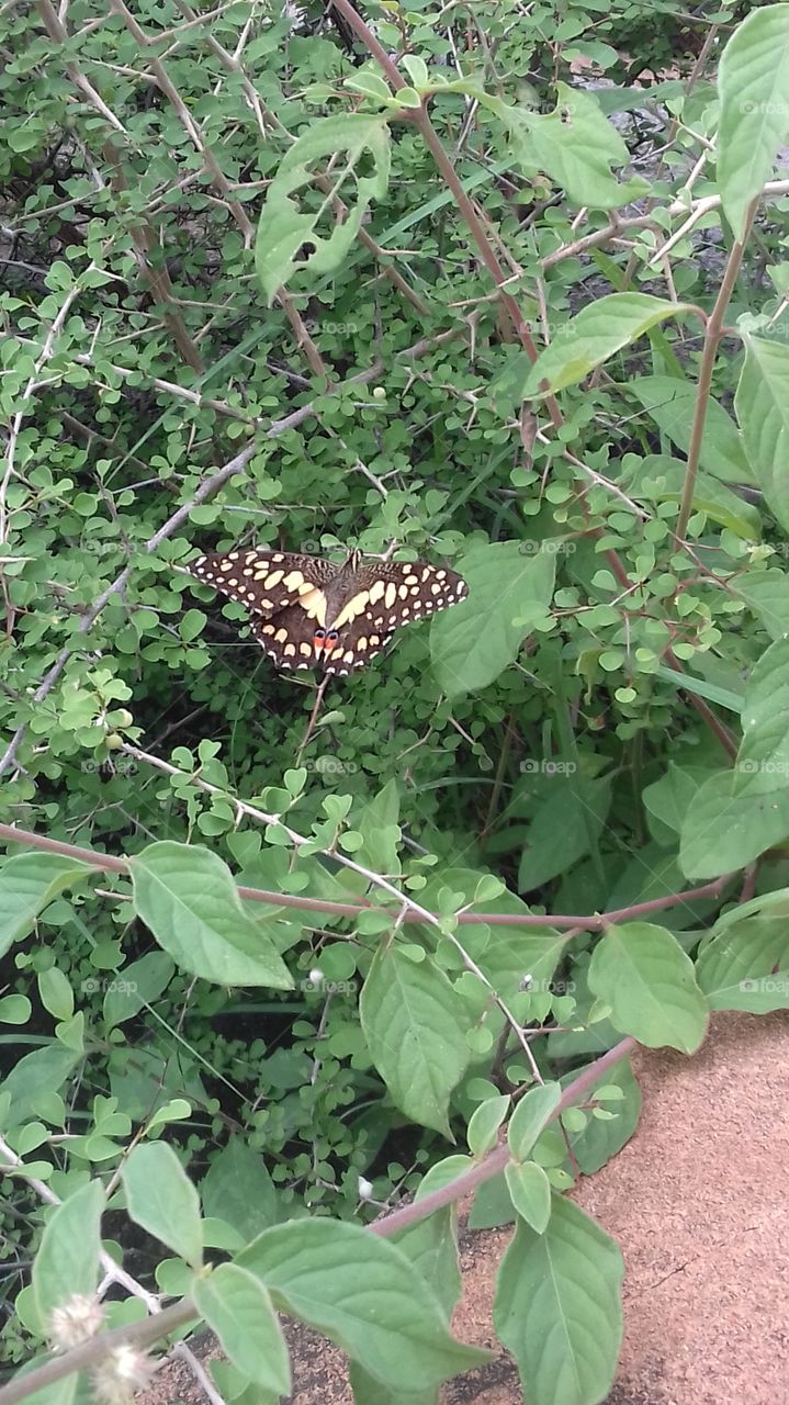 butterfly with magical powers