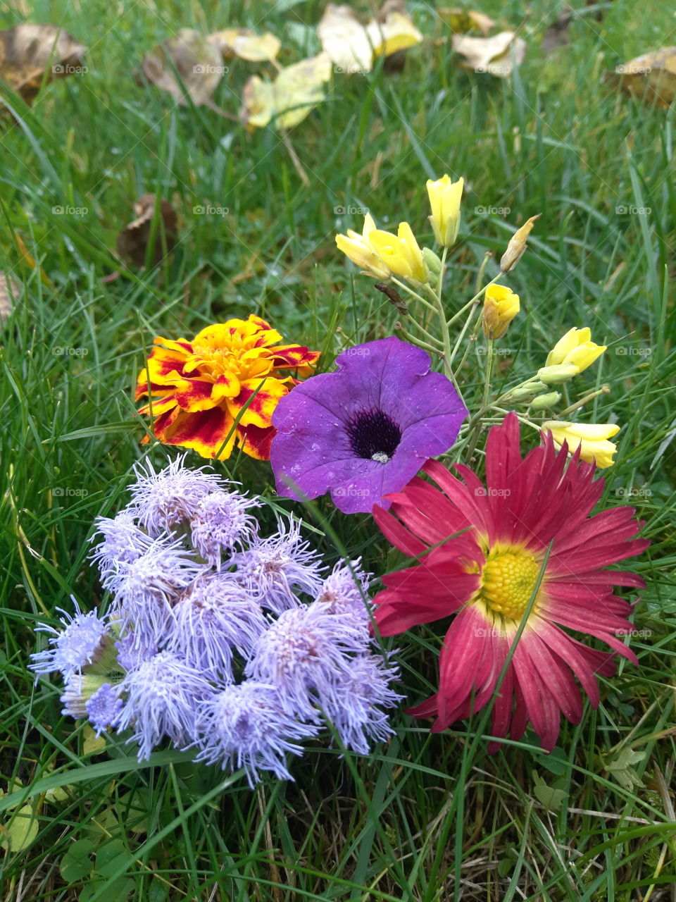 latest autumn flower beauty