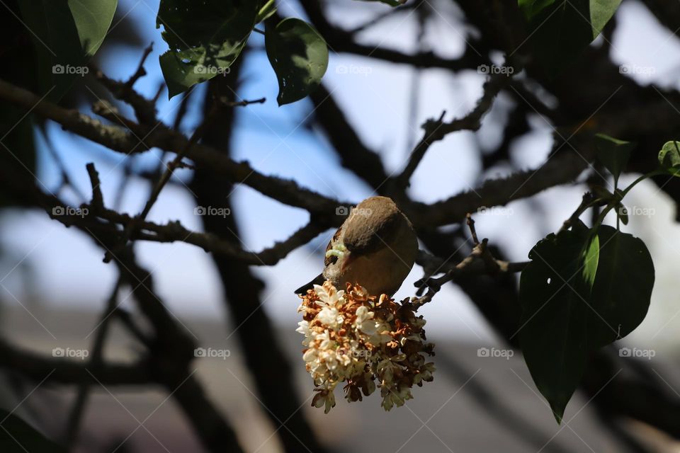 Bird feed on lilac 