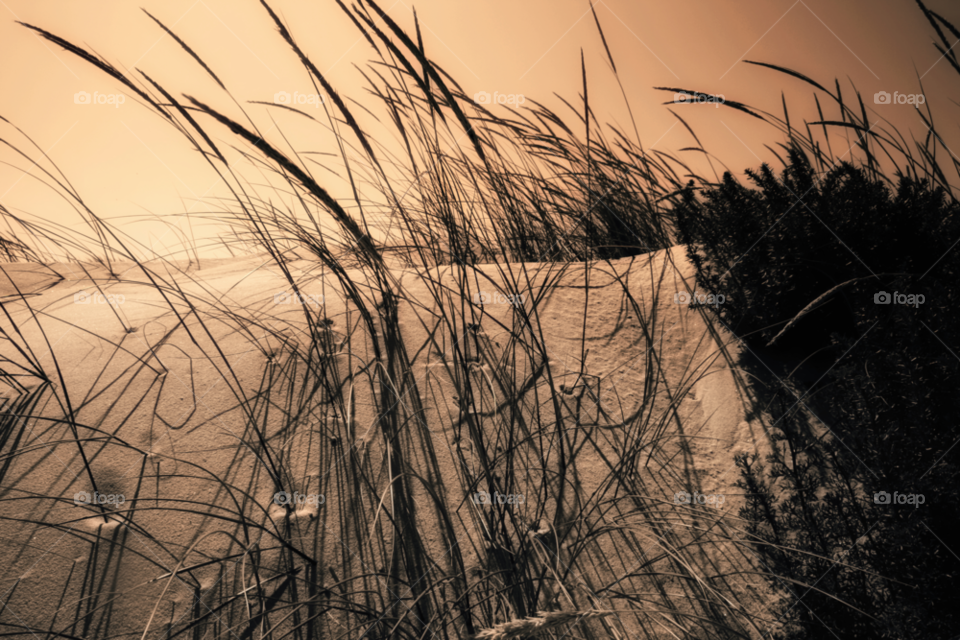 beach plants shadow shadows by jmiguel