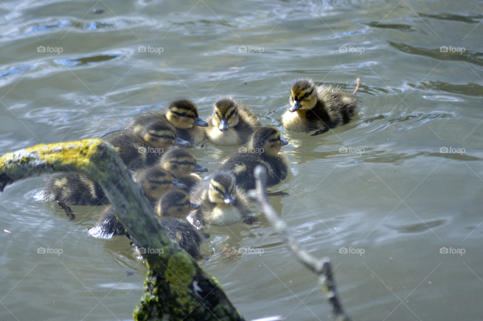 Ducklings party in the lake.