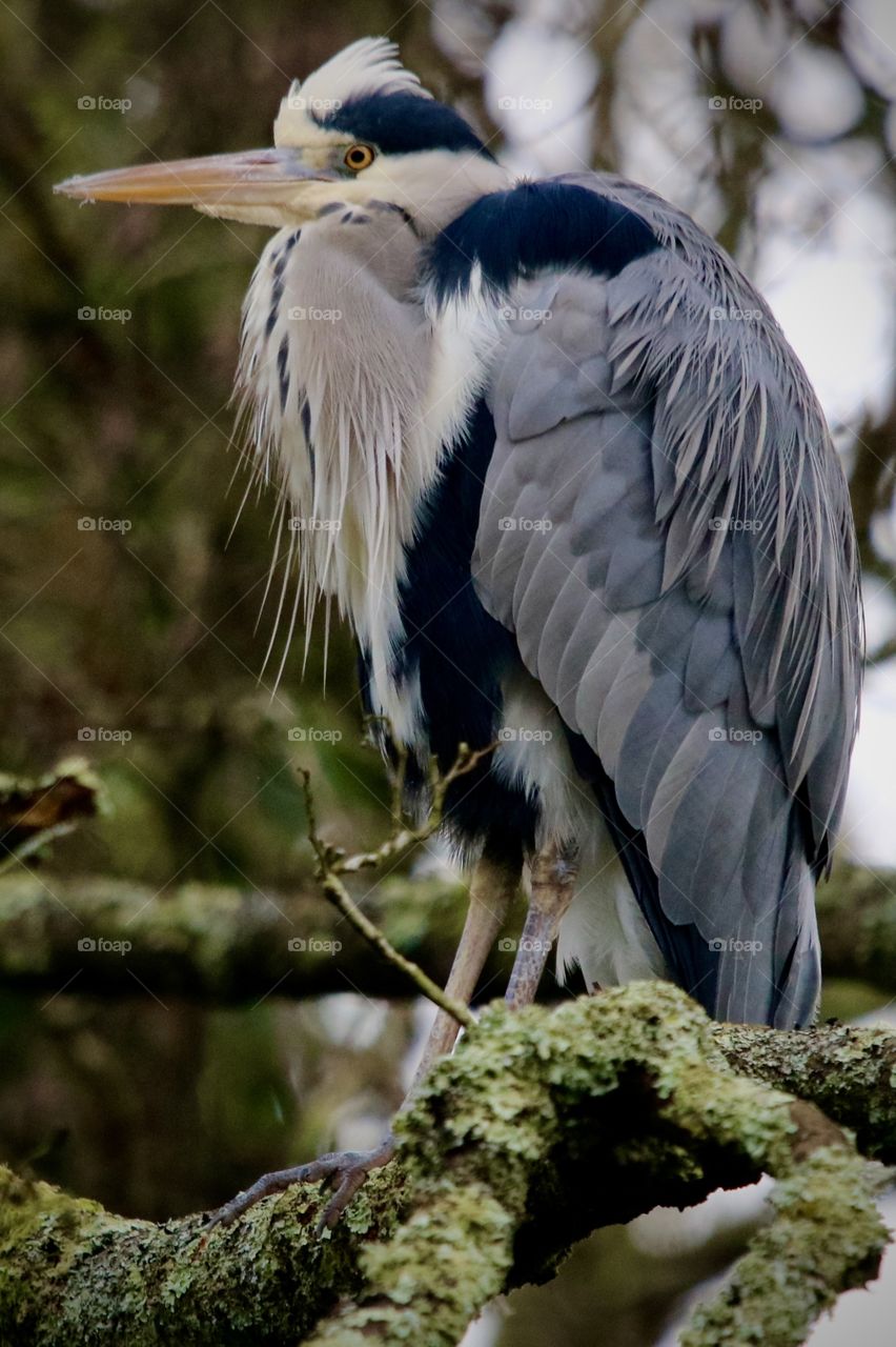 Gray heron