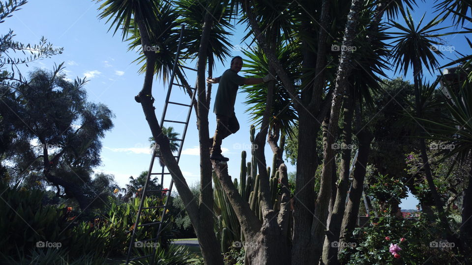 climbing palms