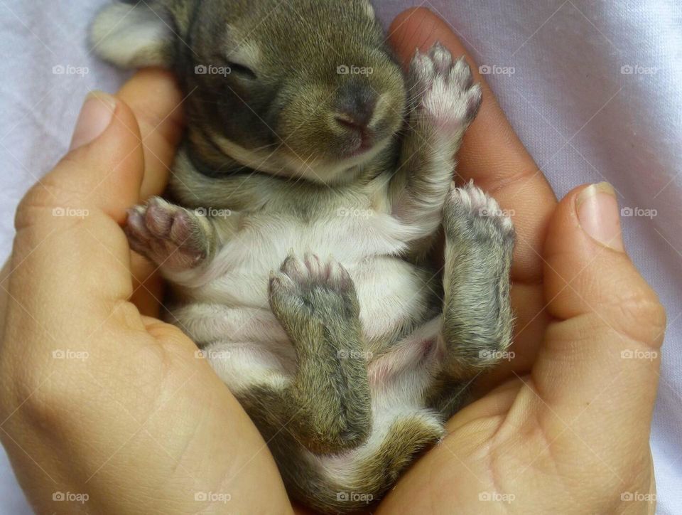 Beautiful baby rabbit