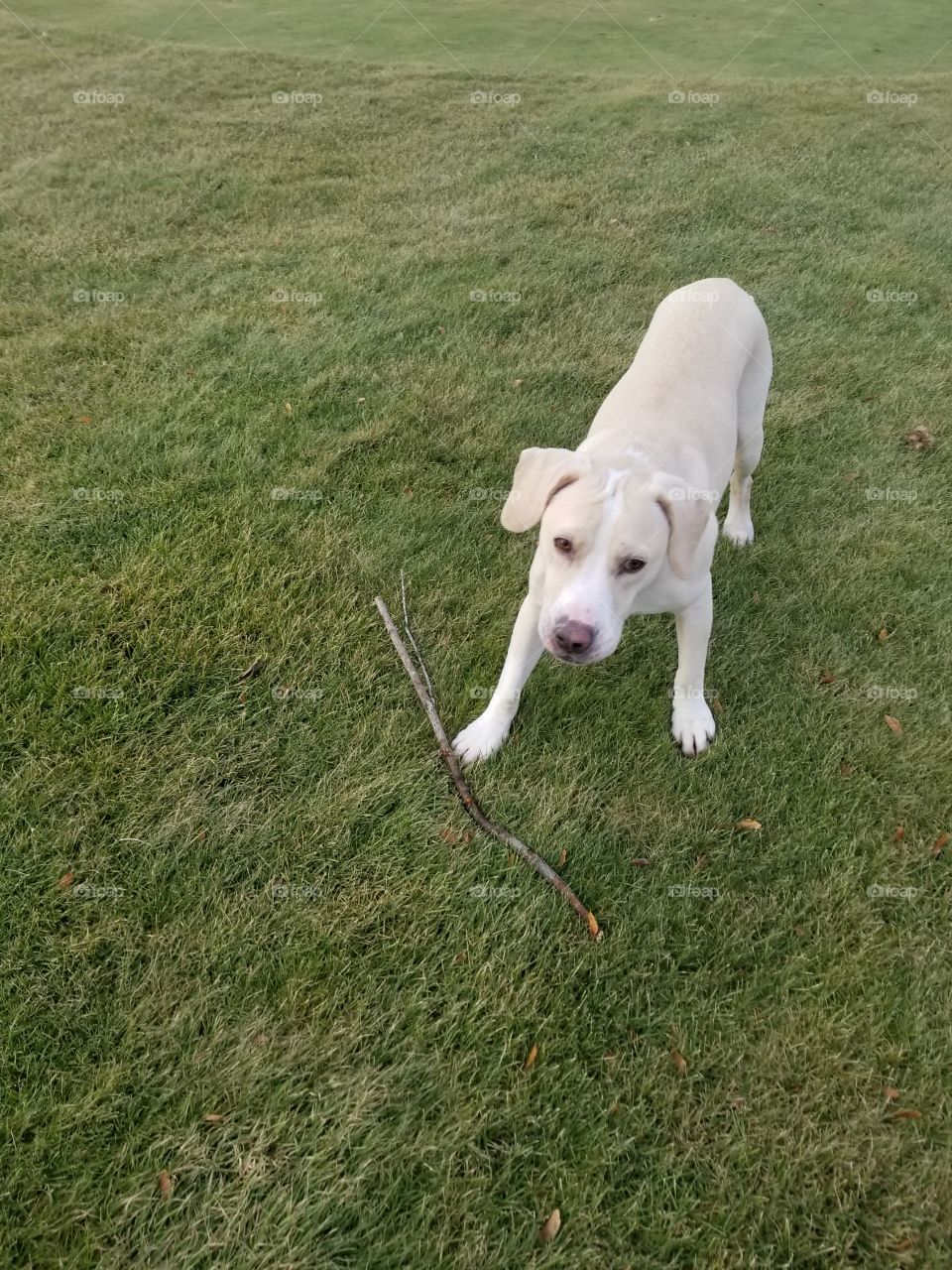 stick games with the puppy