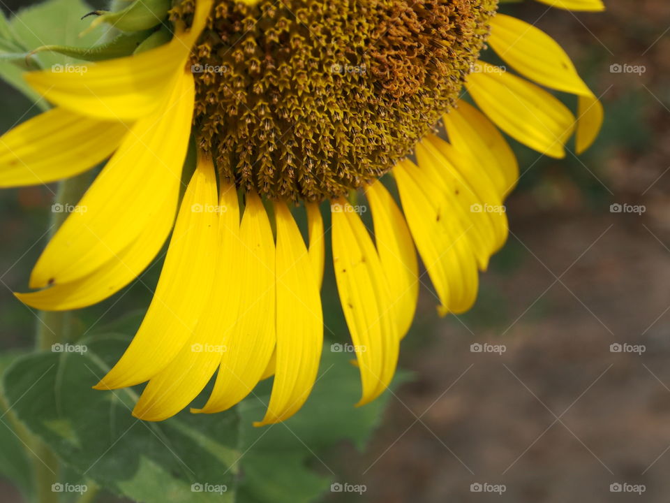 Close up of sunflower