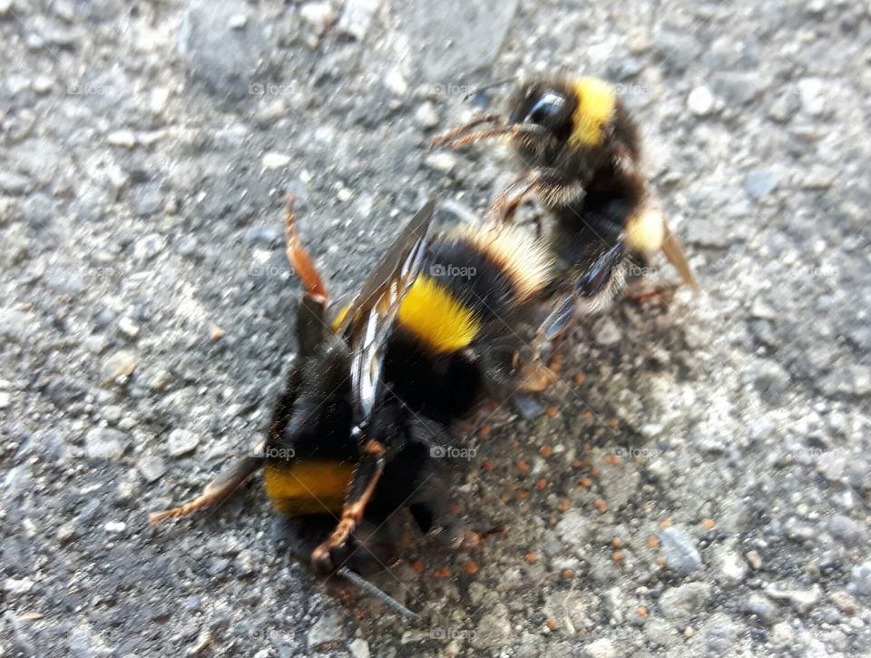 mating bumble bees