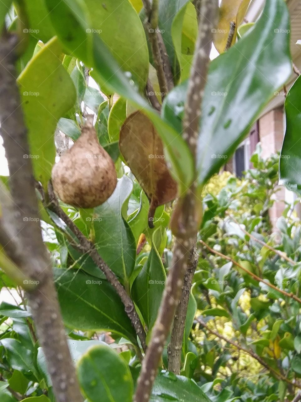 hidden treasure in a shrub