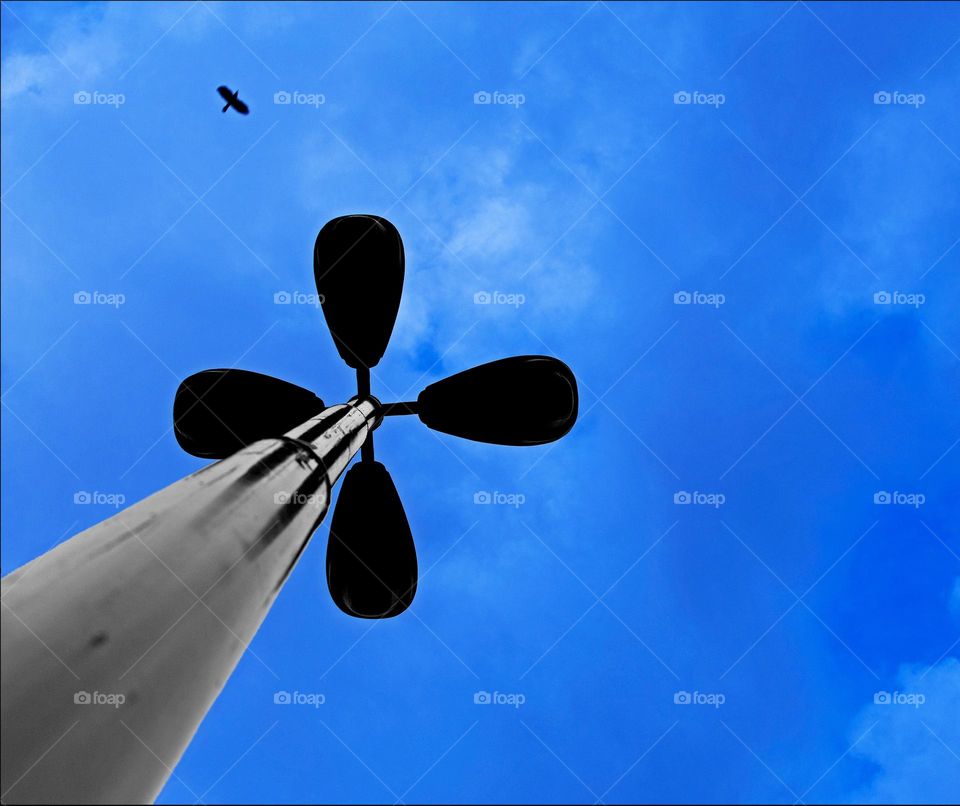 Crow and sky, freedom is nice