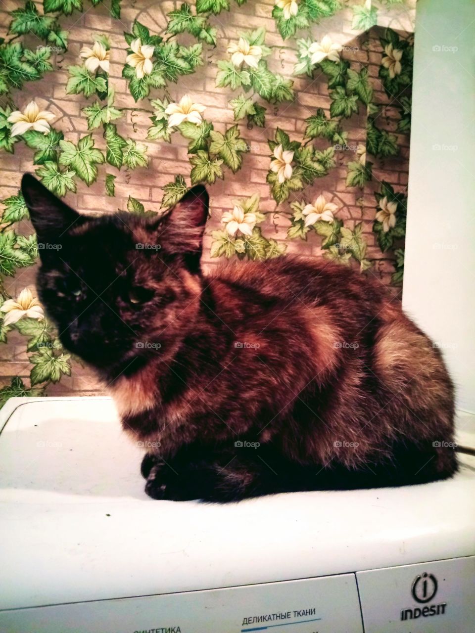 кошка Дашка