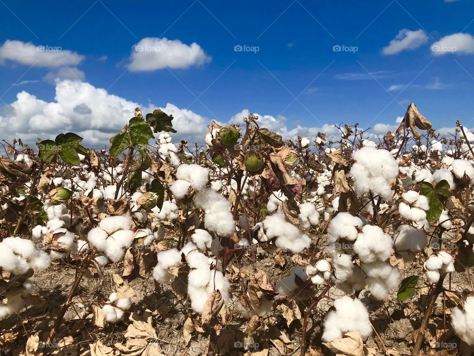 South Texas Cotton 
