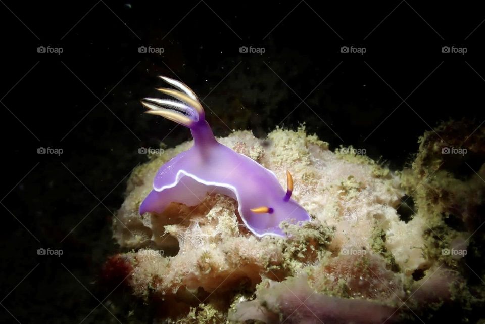 Purple nudi branch with yellow antennas 