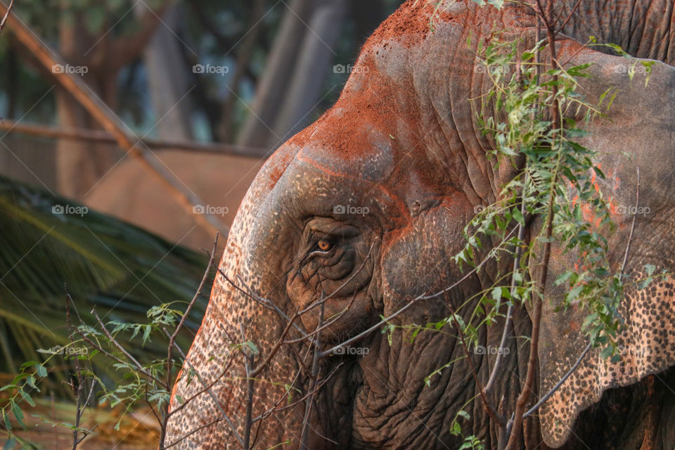 elephant in the wild safari