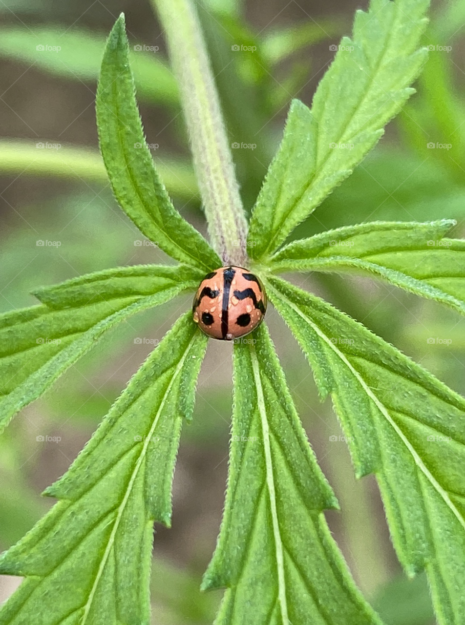 Bug with green leaf!