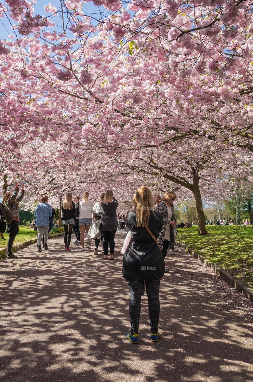 Tourists enjoying in the park with cherry blossom