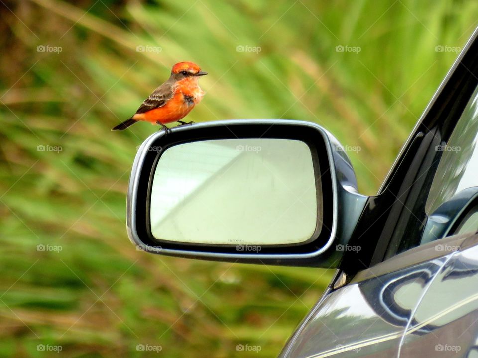 Vermillion flycatcher on side-view mirror