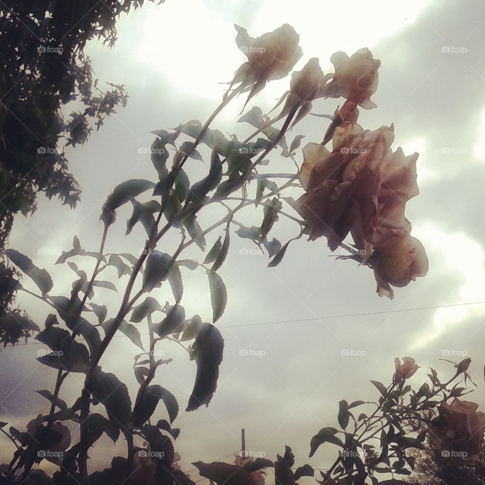 Gloomy Day. Captured roses as it was about to rain.