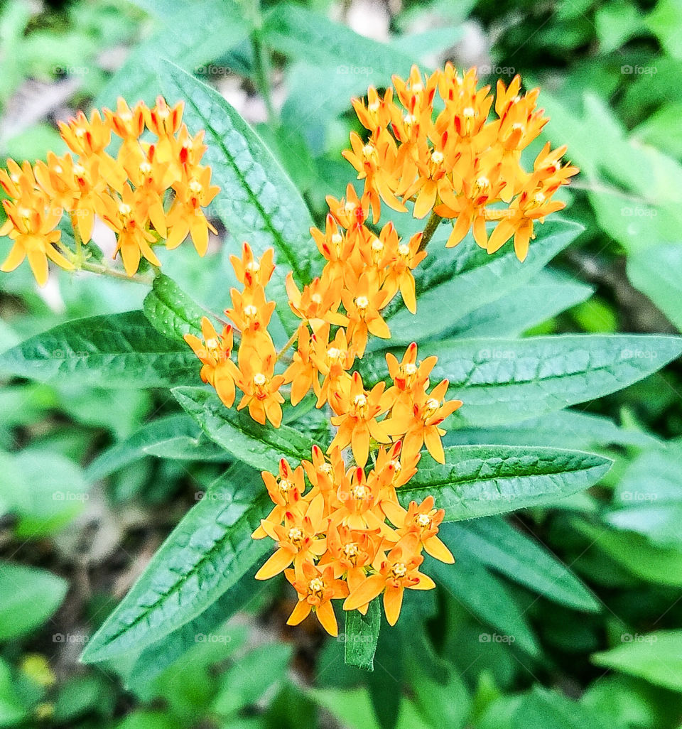 Butterfly milkweed