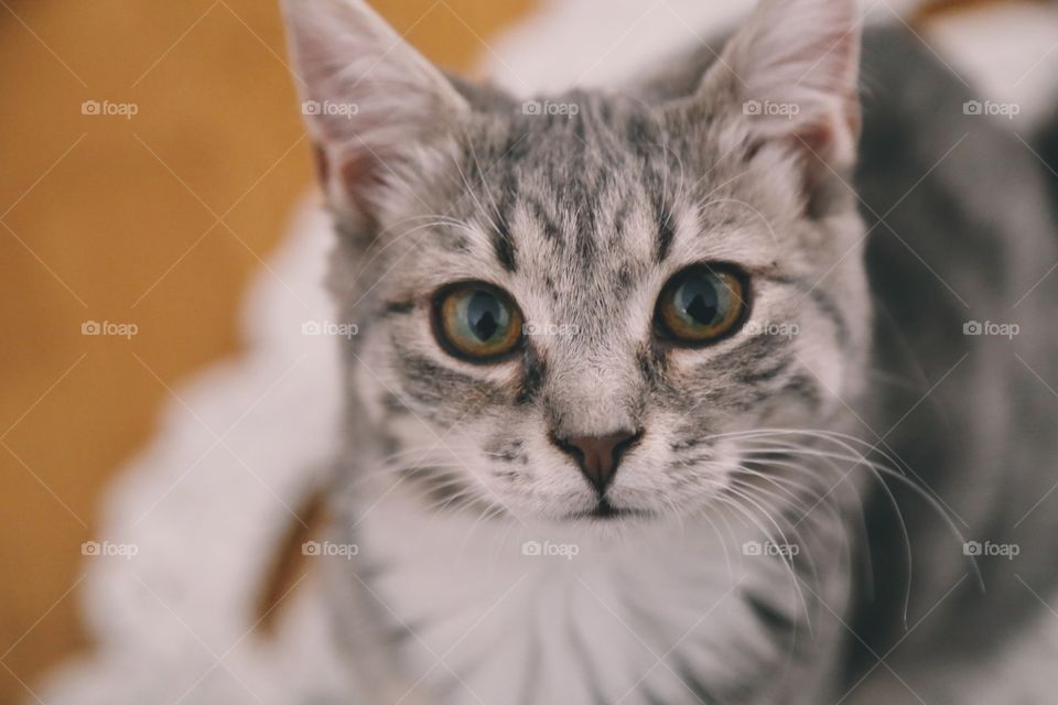 Portrait of cute kitten