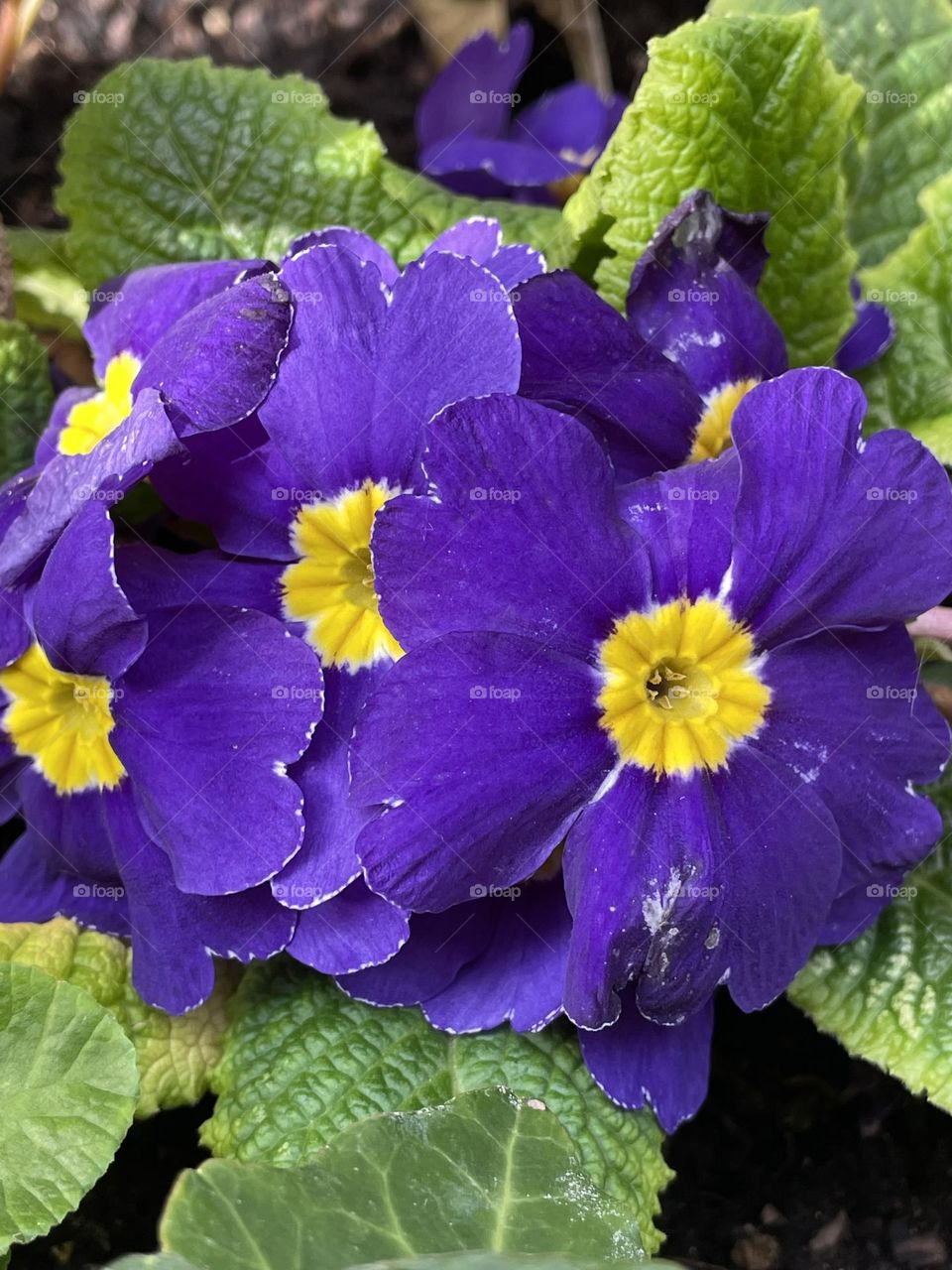 Purple flowers in spring