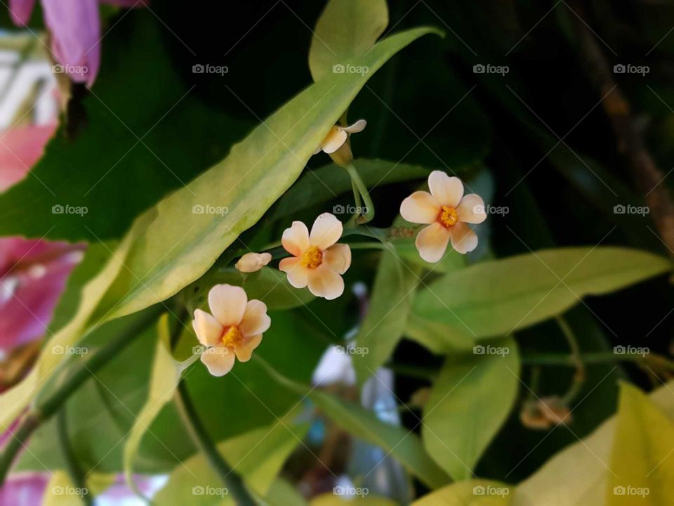 tiny flowers