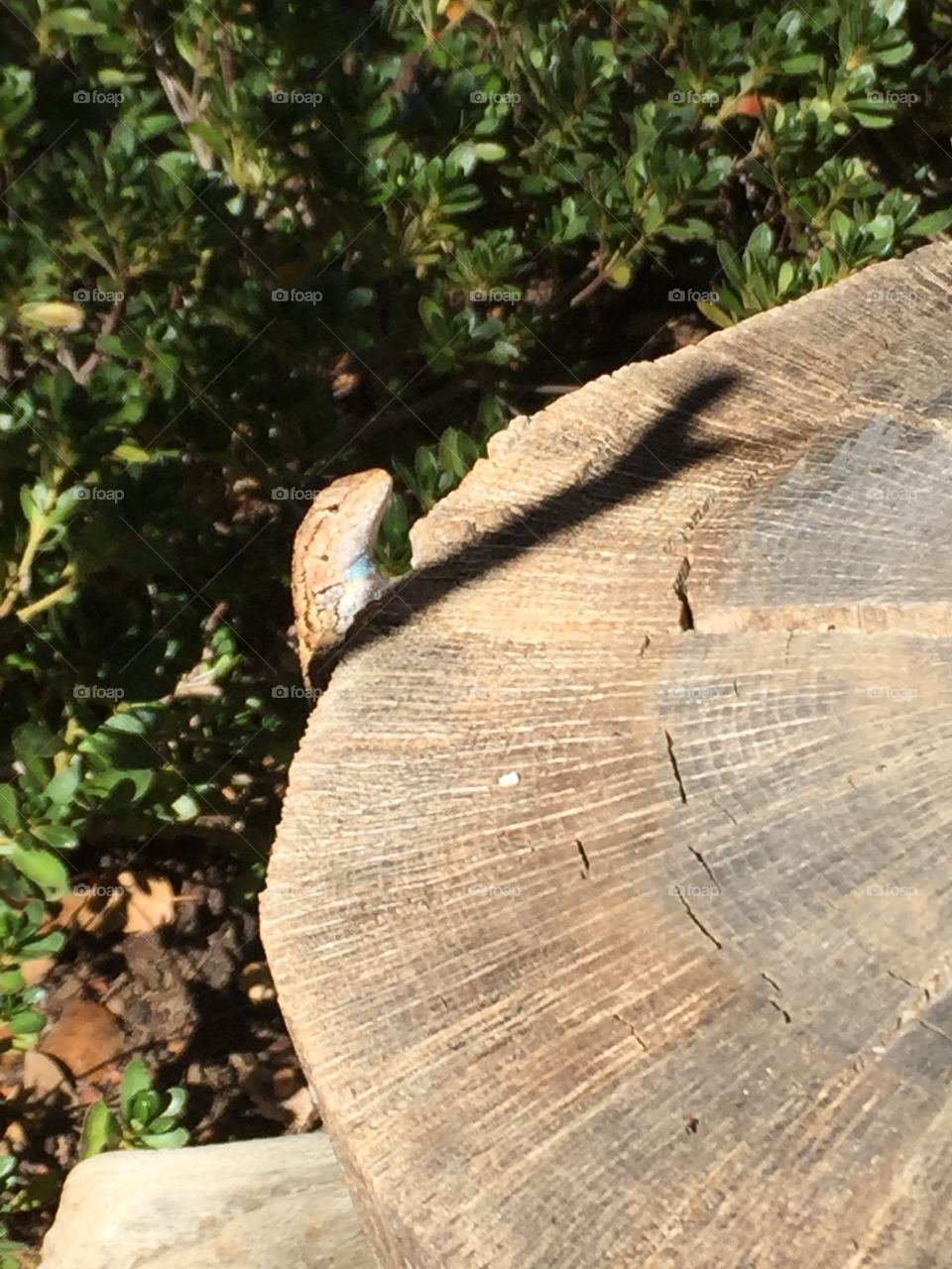 Look out - all clear!. Lizard poking his head over edge of stump checking out the area. To continue on with his journey.