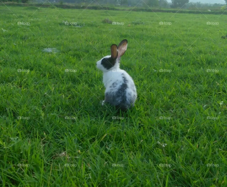 Rabbit