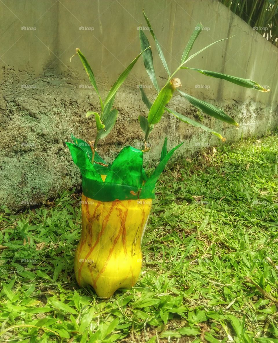 I change My Plastic To Be A Pineapple